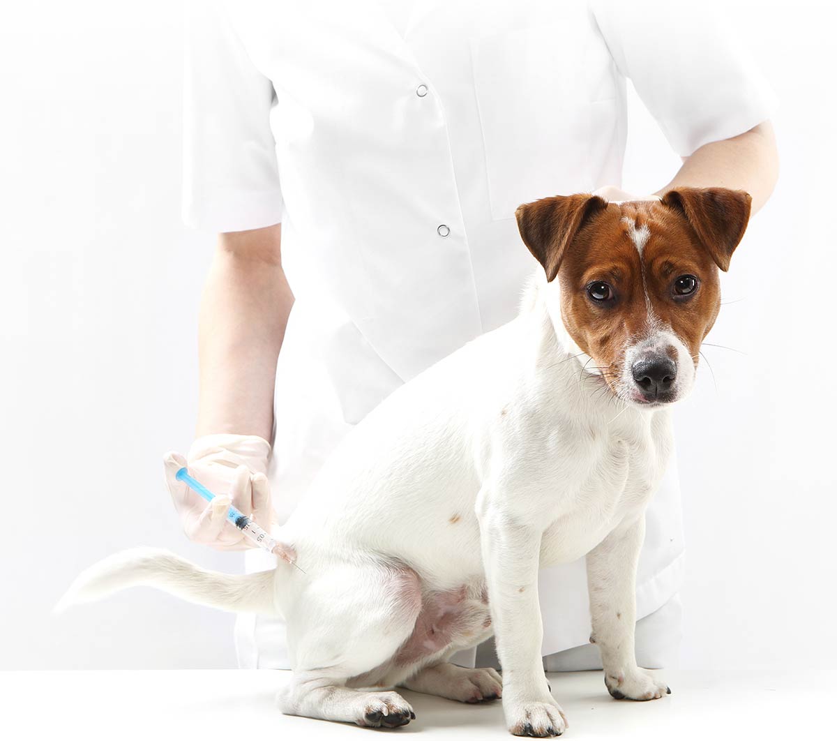 Services - Pet Grooming, Boarding, Puppy Preschool & Dog Training